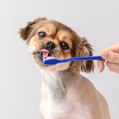 a dog brushing its teeth