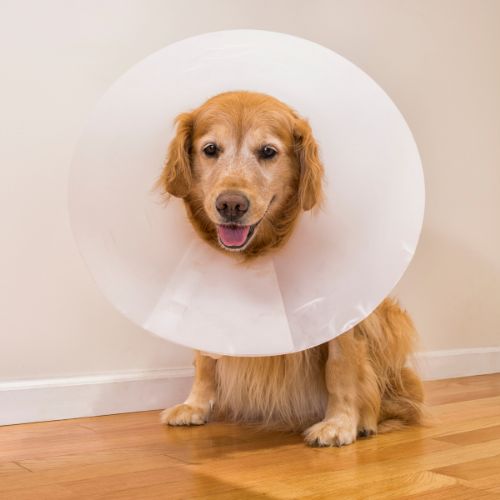 dog with a cone around its neck