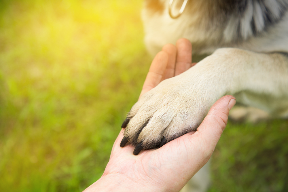 a person's hand holding a dog's paw