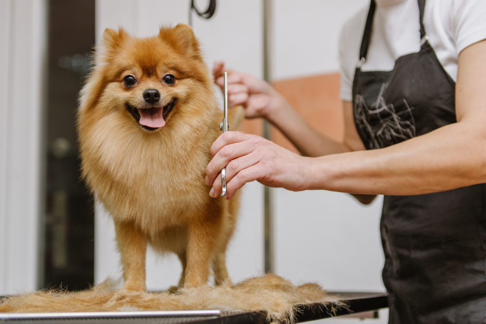 a person hair cutting a dog