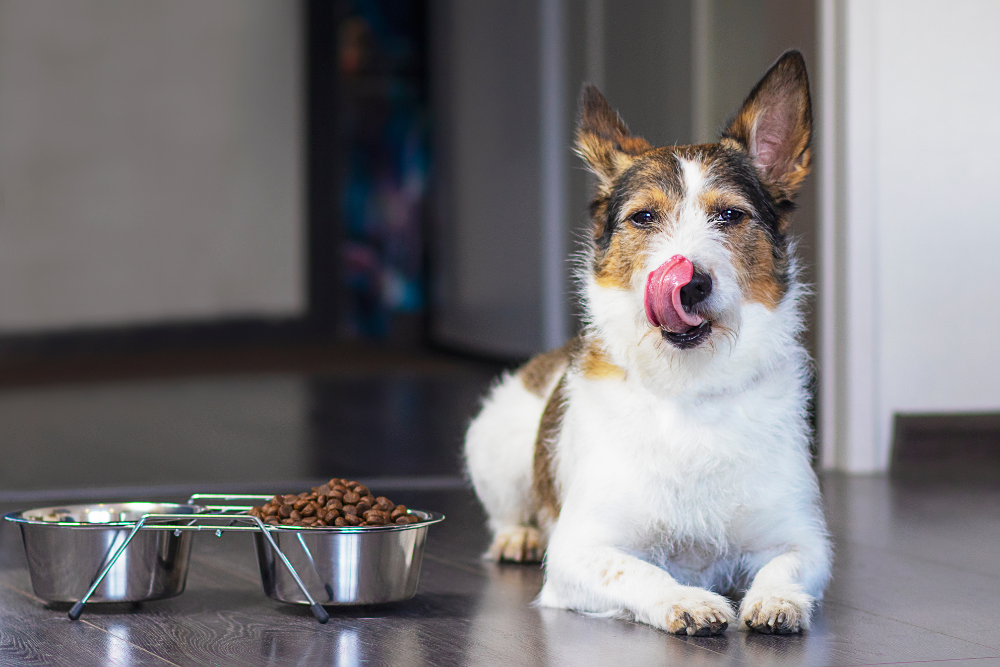 a dog licking its lips next to a bowl of food