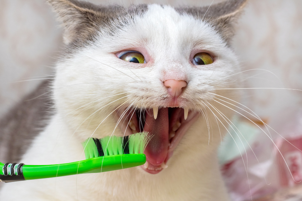 cat with tooth-brush